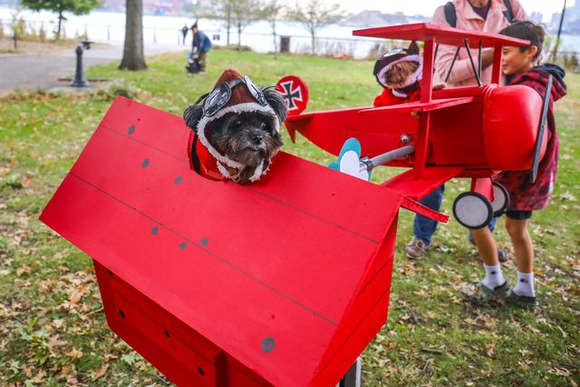 dogs in planes